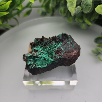 Conichalcite & Rosasite on Limonite