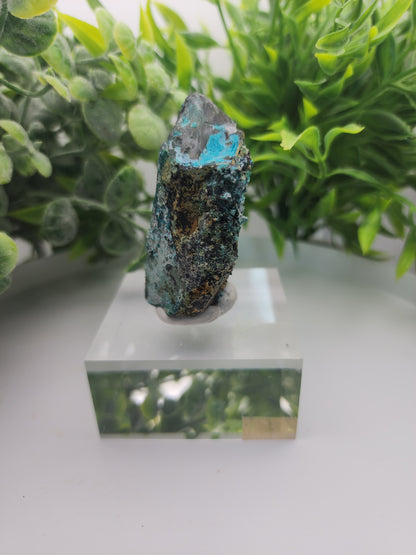 Tentadora Chrysocolla on Quartz