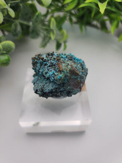 Tentadora Chrysocolla on Quartz