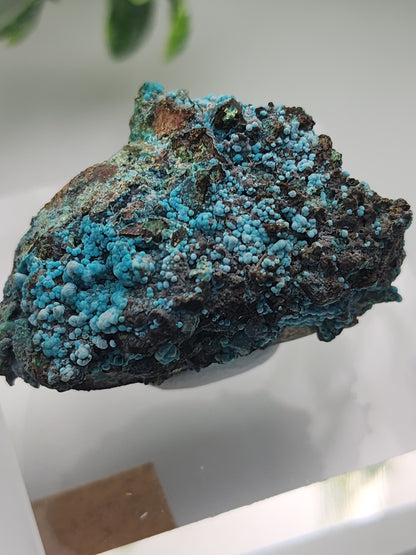 Tentadora Chrysocolla on Quartz